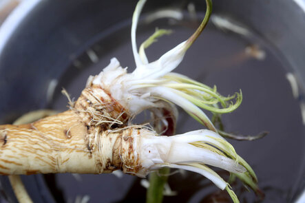 Deep Winter Roots for Help with Respiratory Infections