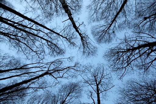 Winter trees by Edwina