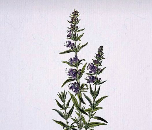 An Encounter with Hyssop