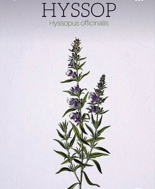 An Encounter with Hyssop