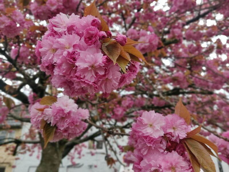 Beltane Blossoming