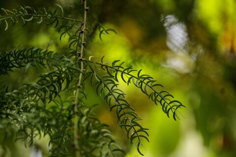 Shatavari – Asparagus racemosa